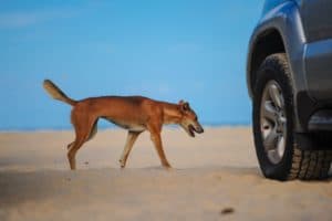 Photography #6077 from K'gari (Fraser Island)