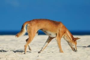 Photography #6079 from K'gari (Fraser Island)