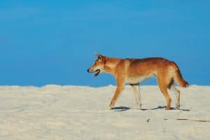 Photography #6080 from K'gari (Fraser Island)