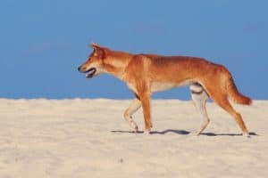 Photography #6082 from K'gari (Fraser Island)