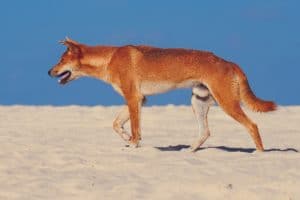 Photography #6085 from K'gari (Fraser Island)